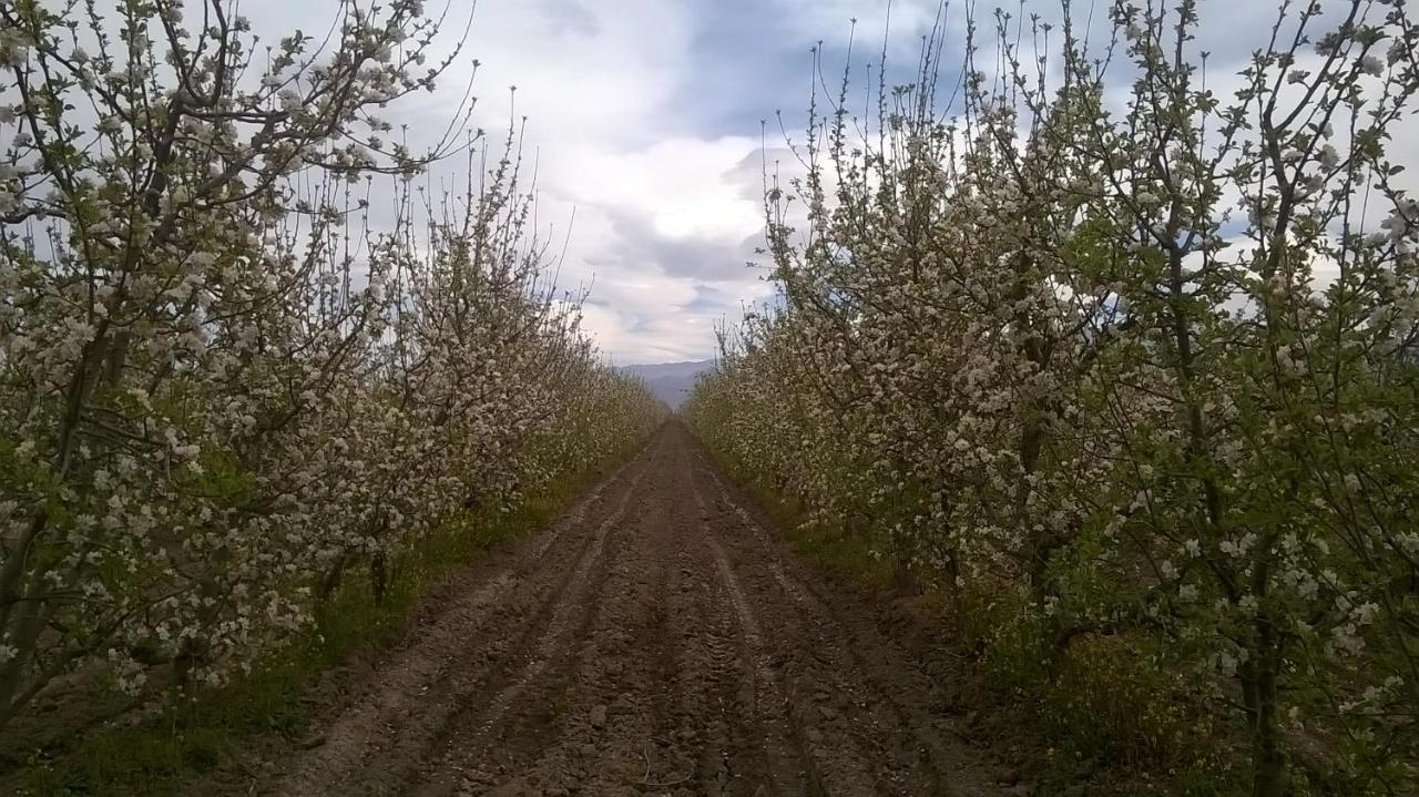 Casa De Campo Finca La Superiora La Consulta المظهر الخارجي الصورة